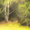 Freeman's Forest 1